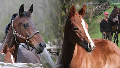 Merrickville Equine Quality Sporthorses